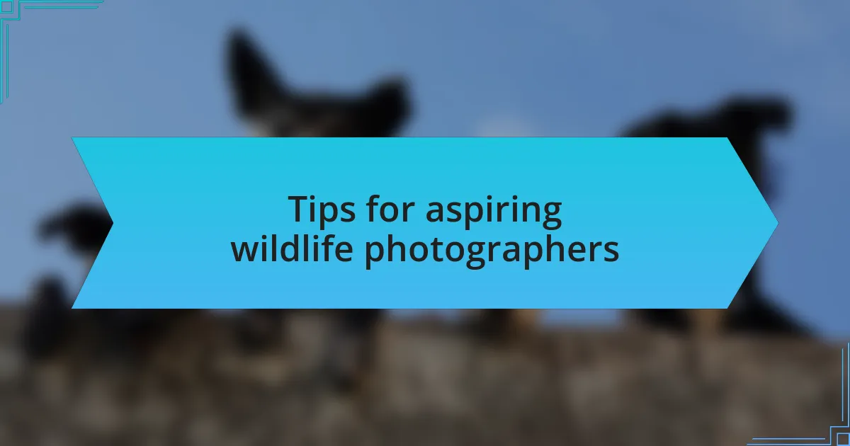 Tips for aspiring wildlife photographers